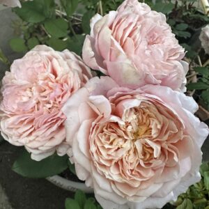 The Soft Elegance Luxury Box