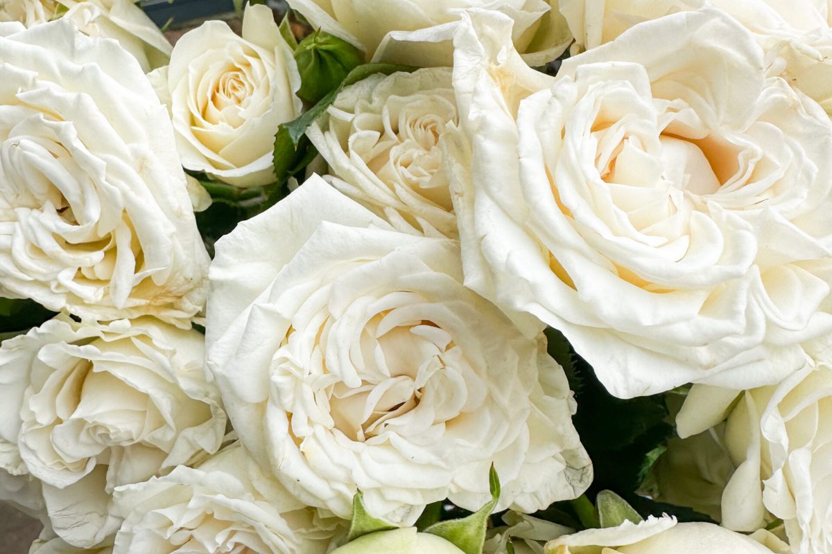 Gesunde Rosen