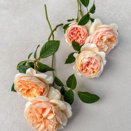 Rosen_lachs5