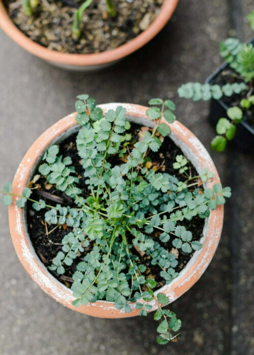 Pimpinella- kleine Würzkraft