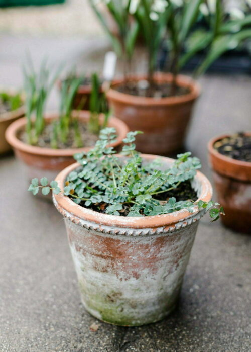 Kleiner Wieswnknopf, Pimpinella