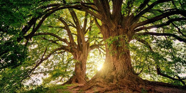 Natur